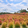 大分農業文化公園2023　10月-1　秋空にコキア