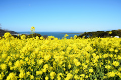 能古島2020　菜の花③