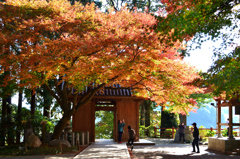 大興善寺2022　11月-1　紅葉と仁王門②