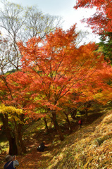 もみじ谷2018　紅葉④