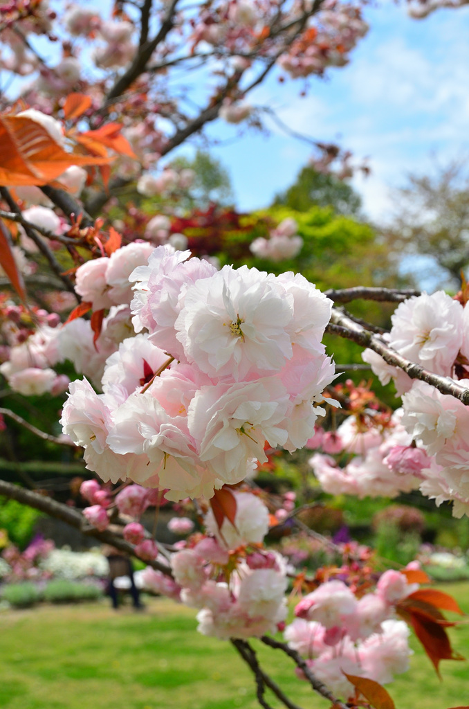 白野江2019　桜　普賢象①