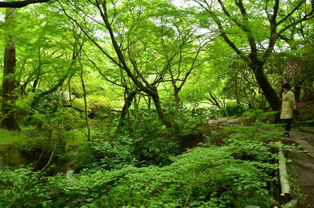 御船山楽園2019-3　4月　青もみじ