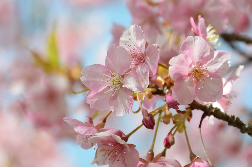 白野江2022　3月-1　河津桜②