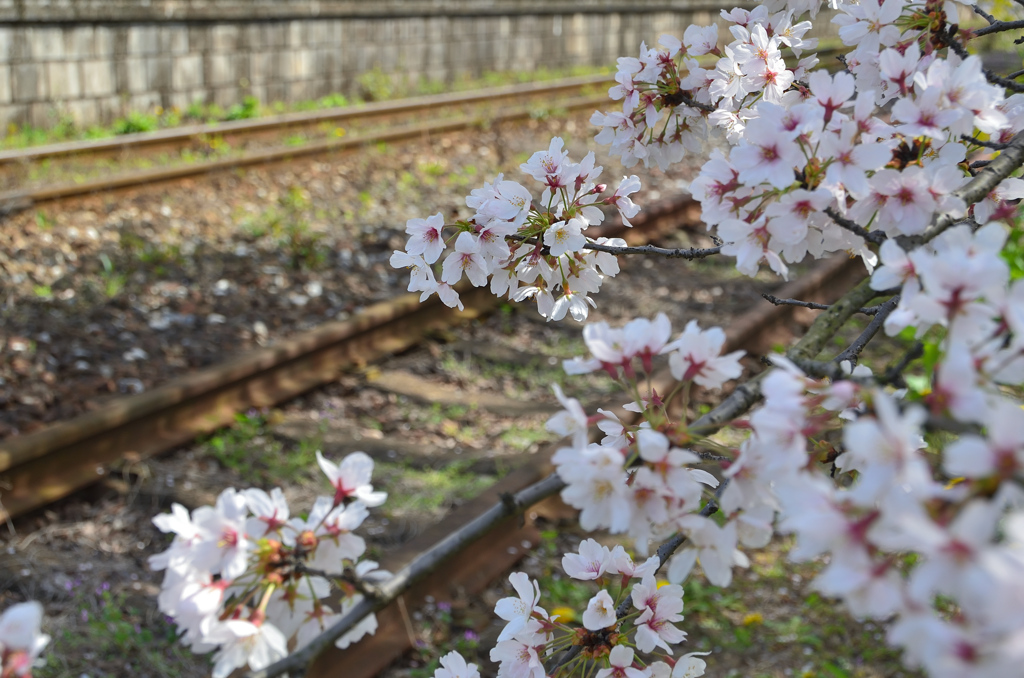 採銅所駅2022-2　桜と線路