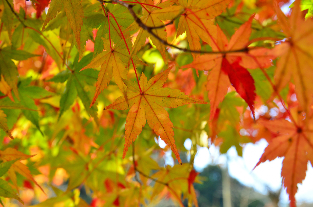 秋月城跡2018　もみじ④