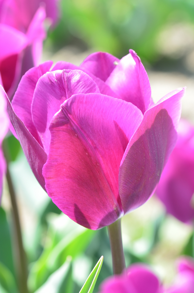 直方チューリップ祭2022-2　藤色チューリップ