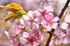 白野江2021　2月　桜　河津桜①