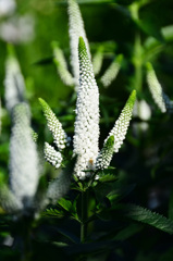 ANTS2020 6月-2　植物
