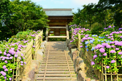 呑山観音寺2021　6月-4　鐘楼と紫陽花