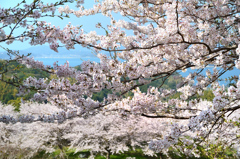 糸島　ゆらりんこ橋2022-3　潮風と桜