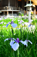 宮地嶽神社2020　6月　花菖蒲と燈籠