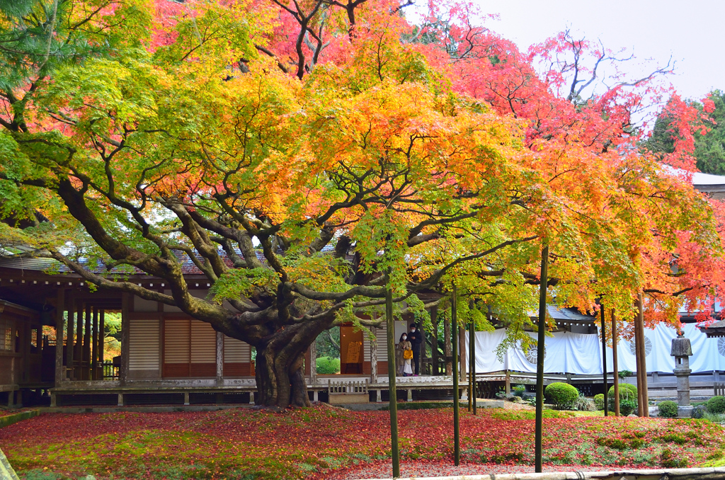 雷山千如寺2021　11月-1　大楓①