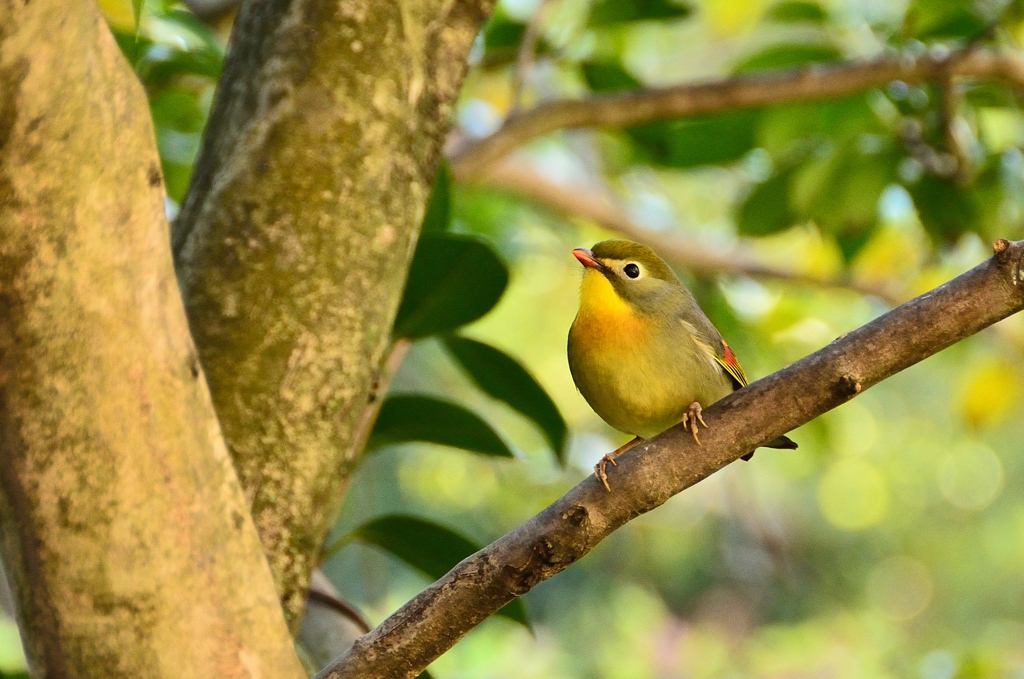 足立公園2021　3月-3　ソウシチョウ①