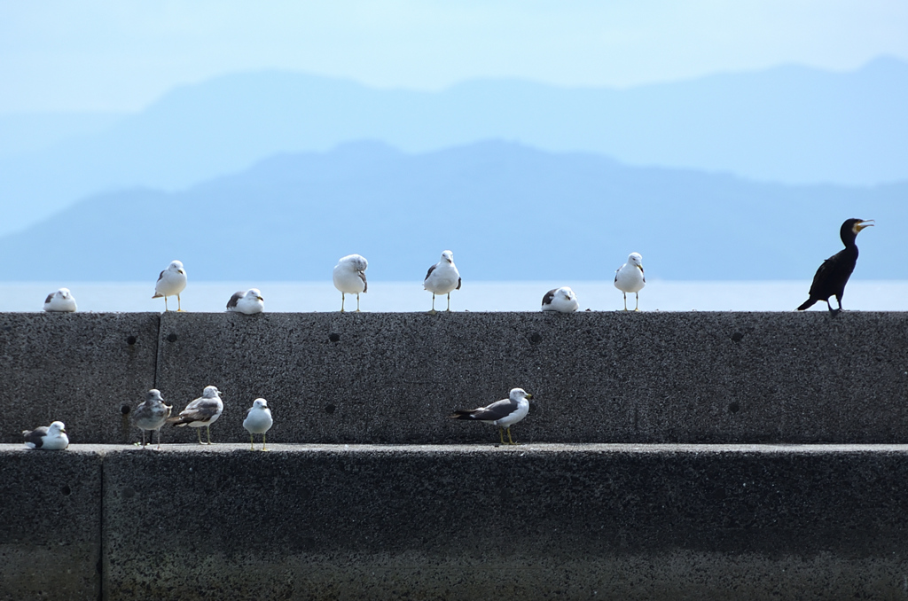 青海島2020　7月-1　遊覧船　かもめ