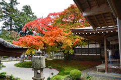 雷山千如寺2019　11月-2　大楓③