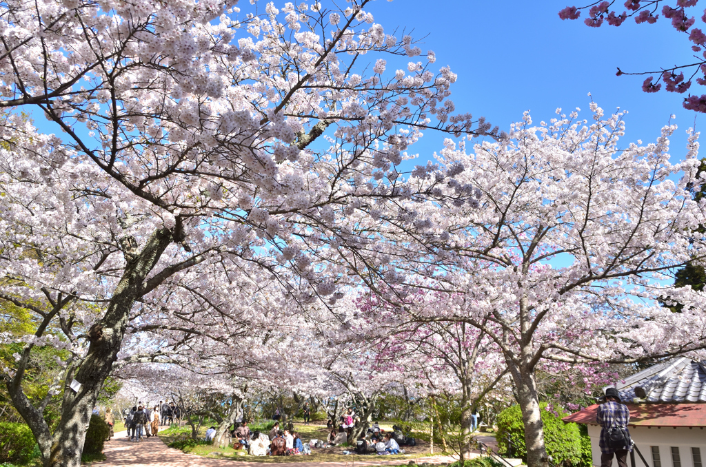 白野江2022　4月-2　桜広場の染井吉野