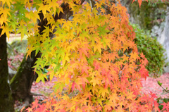 渓石園2018　11月-1　紅葉④