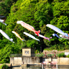 紫川2022-2　こいのぼり森を泳ぐ