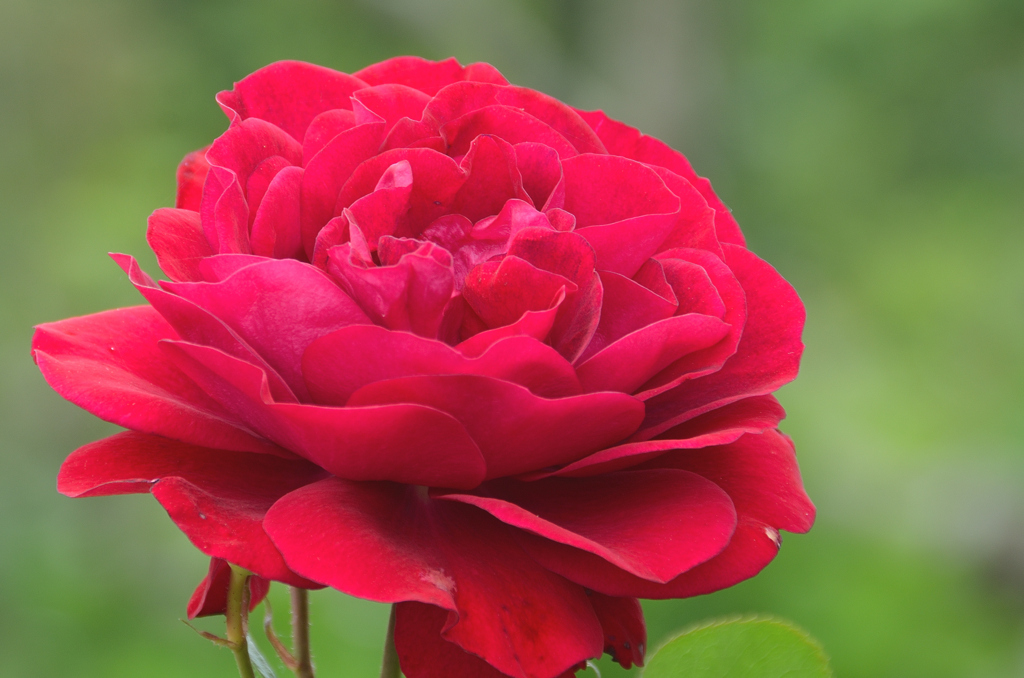 大神ファーム2022　薔薇-4　チェリー・ポニカ