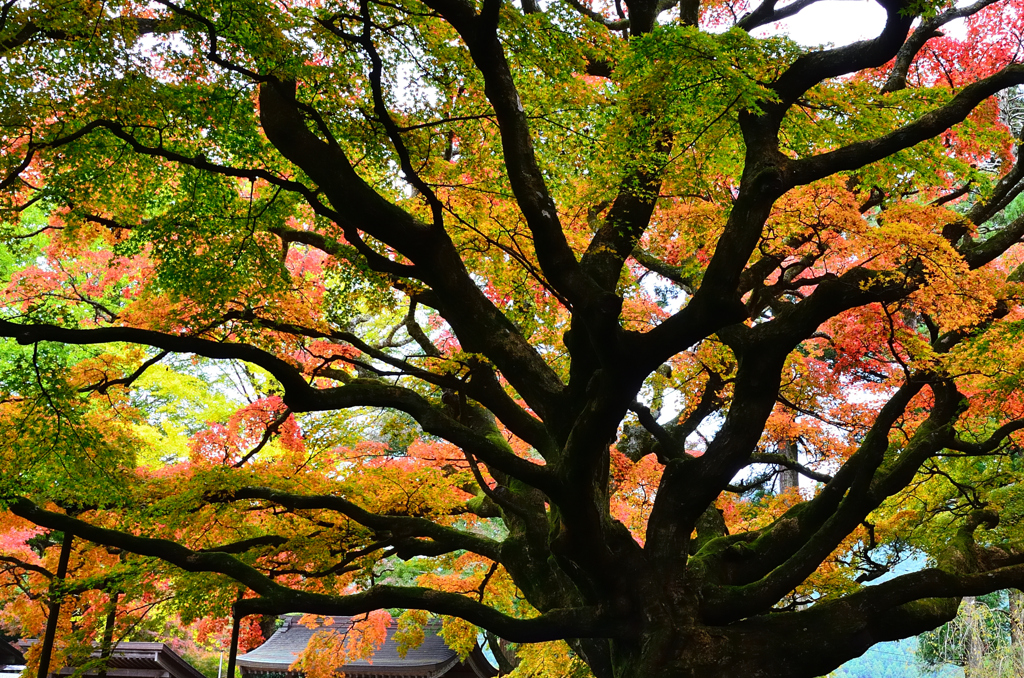 雷山千如寺2019　11月-5　大楓
