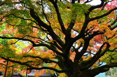 雷山千如寺2019　11月-5　大楓