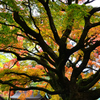 雷山千如寺2019　11月-5　大楓