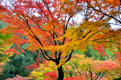 大興善寺2021　秋-1　契園　紅葉三彩