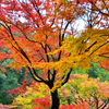 大興善寺2021　秋-1　契園　紅葉三彩