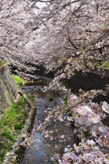 徳力2020　志井川　清流＆桜