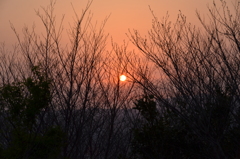 小枝2019　夕陽