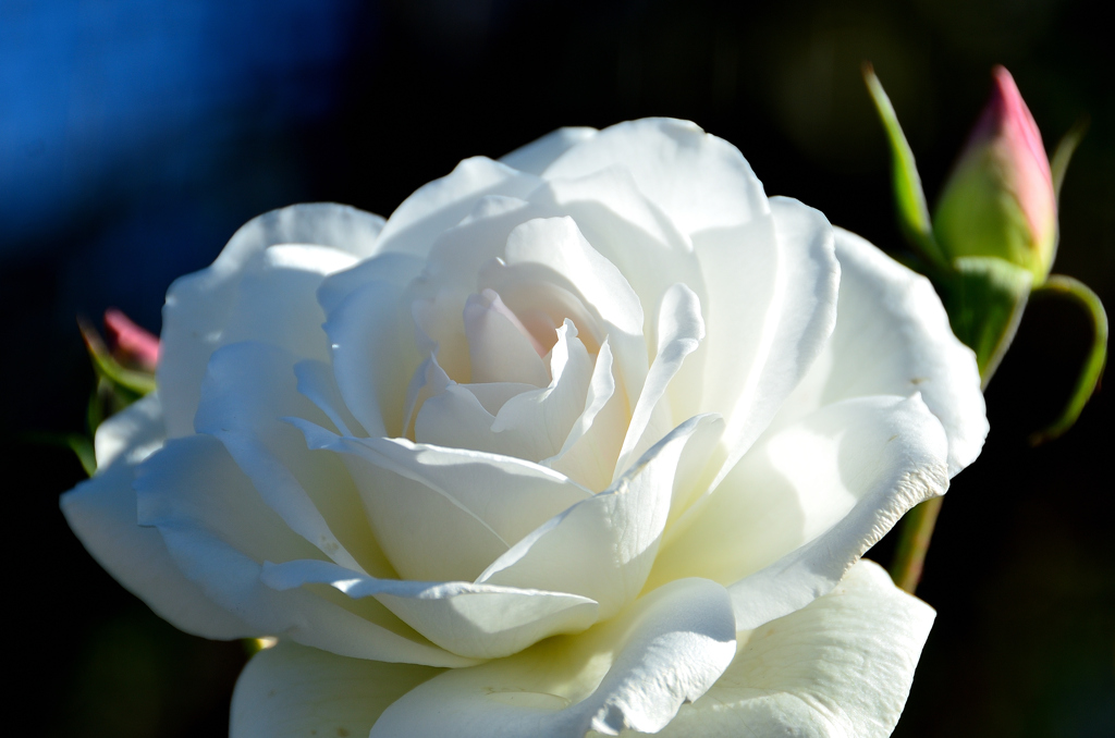 農事センター2023　冬-1　薔薇　アイスバーグ