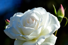 農事センター2023　冬-1　薔薇　アイスバーグ