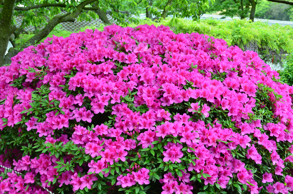 祐徳稲荷神社2019　花園　ツツジ①