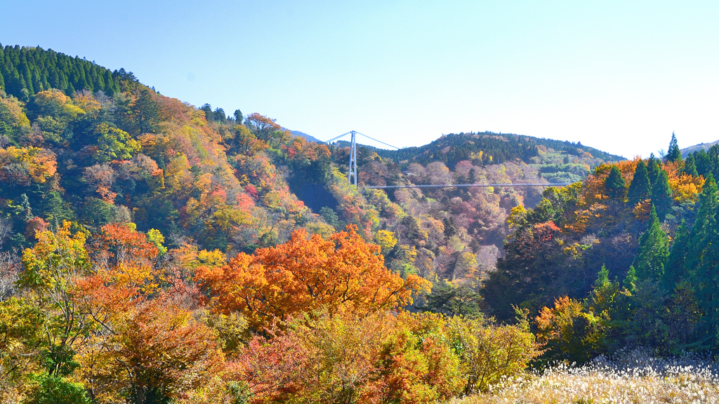 九重夢大吊橋2020　秋　紅葉①