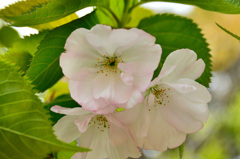 白野江2019　桜　大提灯