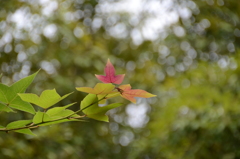 九大の森2018　樹木