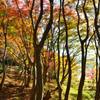 河内藤園2022　11月-1　紅葉林