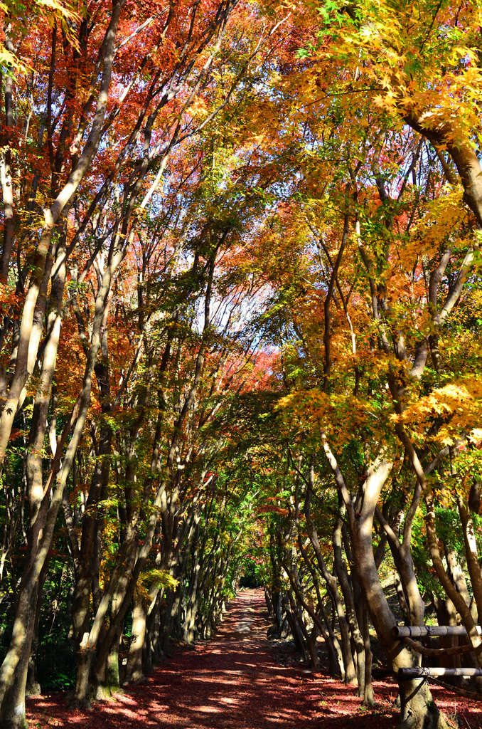 河内藤園2018　11月広葉樹の道2