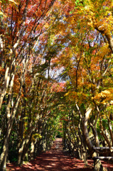 河内藤園2018　11月広葉樹の道2