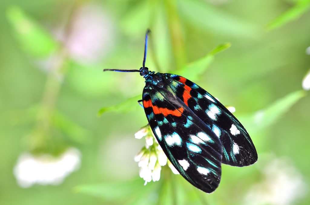 白野江2024　10月-01　薩摩錦②