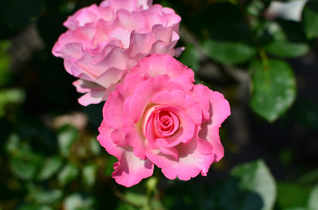 バルコニー2019　5月-1　薔薇③