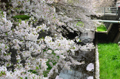 徳力2018　桜の小川6