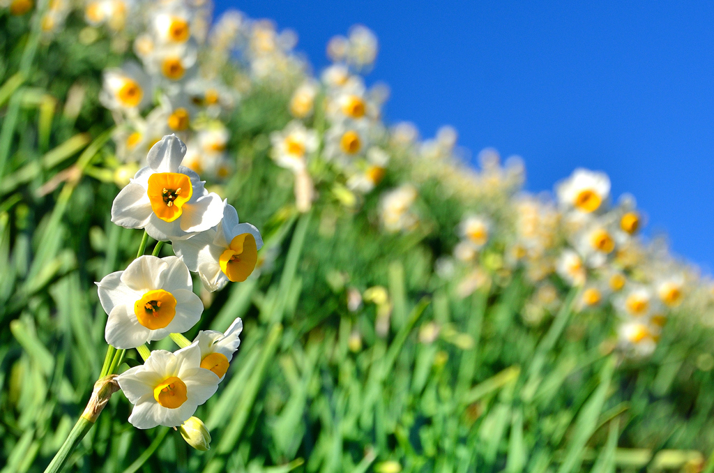 長崎2023　1月-5　水仙の丘①