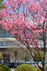 ﾒﾃﾞｨｱﾄﾞｰﾑ2020　3月　桜①