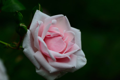 バルコニー2022　春-10　薔薇　つるバラ不詳