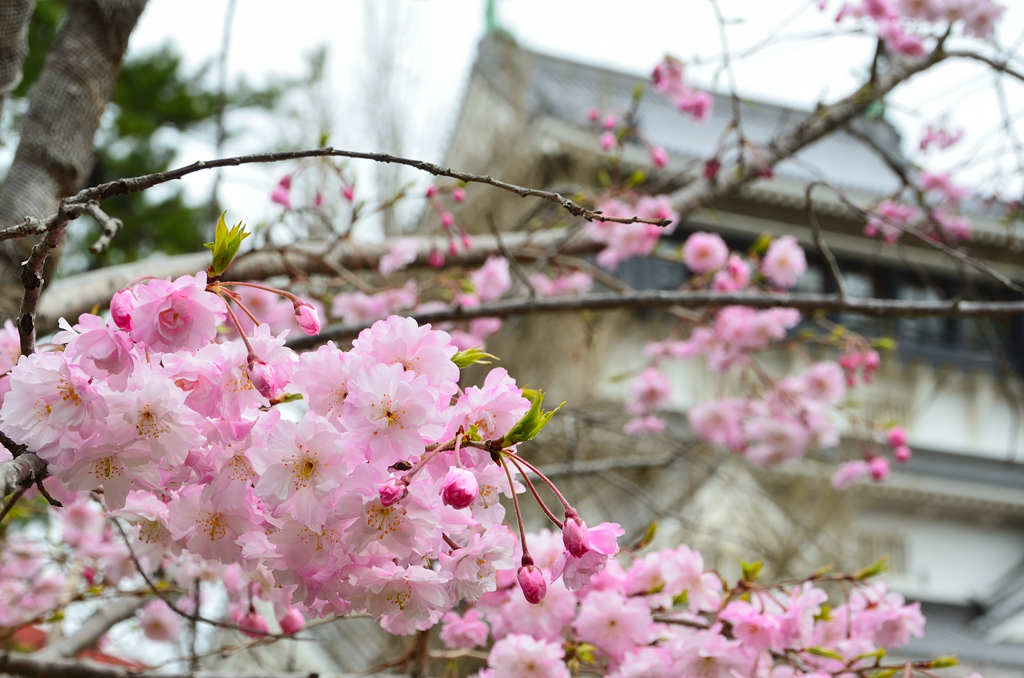 小倉城2022　3月　桜
