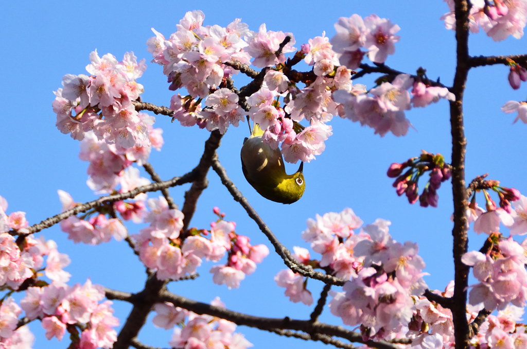 宮地嶽神社2021　2月　桜＆ｻｸｼﾞﾛｰ①