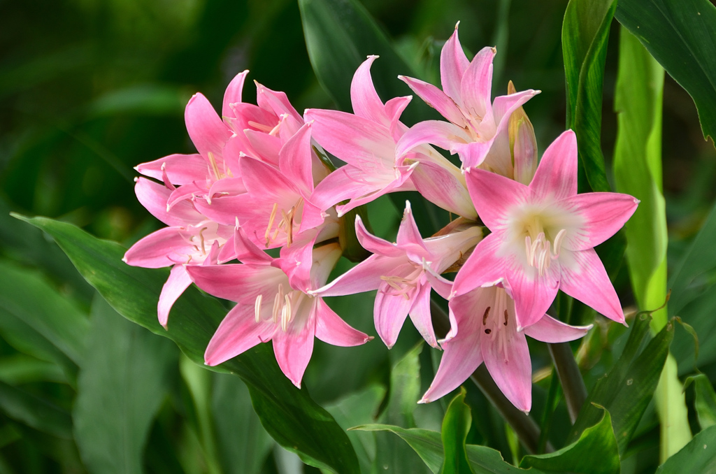 白野江2021　9月-7　ペラドンナリリー①