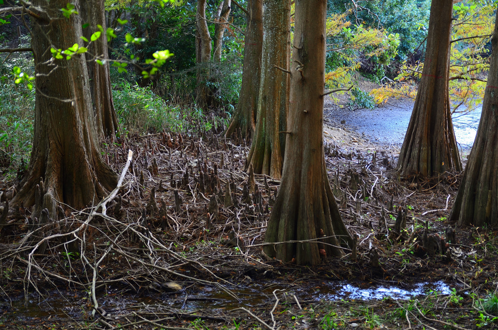 九大の森2019　秋　ﾗｸｳｼｮｳの根