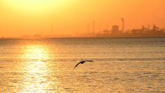 別府湾2021　3月-2　朝陽とカモメ